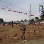 Die heilige Kuh im Tibetan Settlement